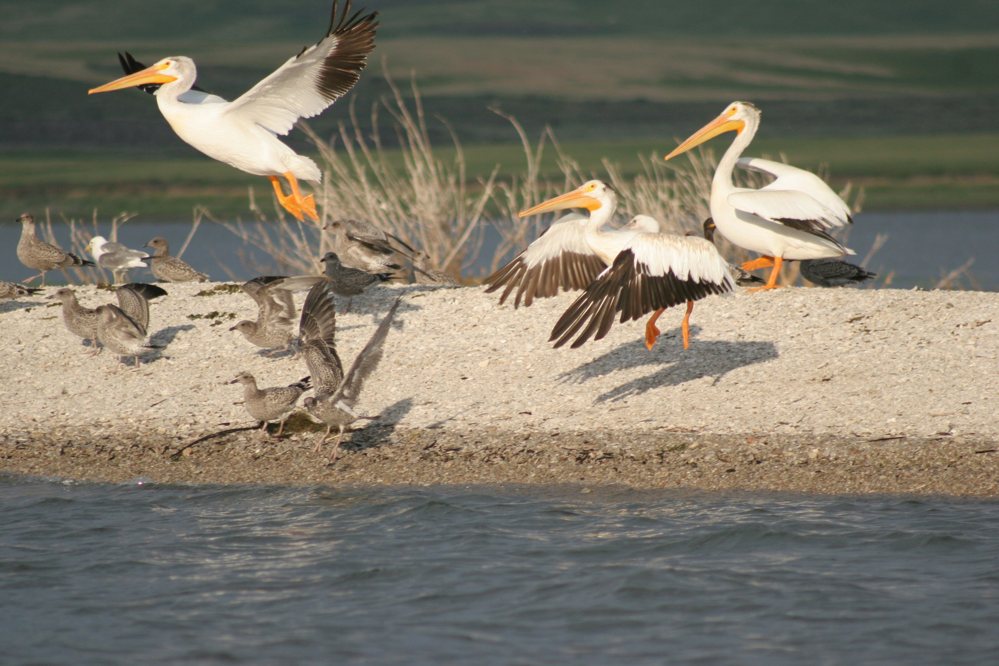 Pelicans at Blackfoot Reservoir in Idaho.