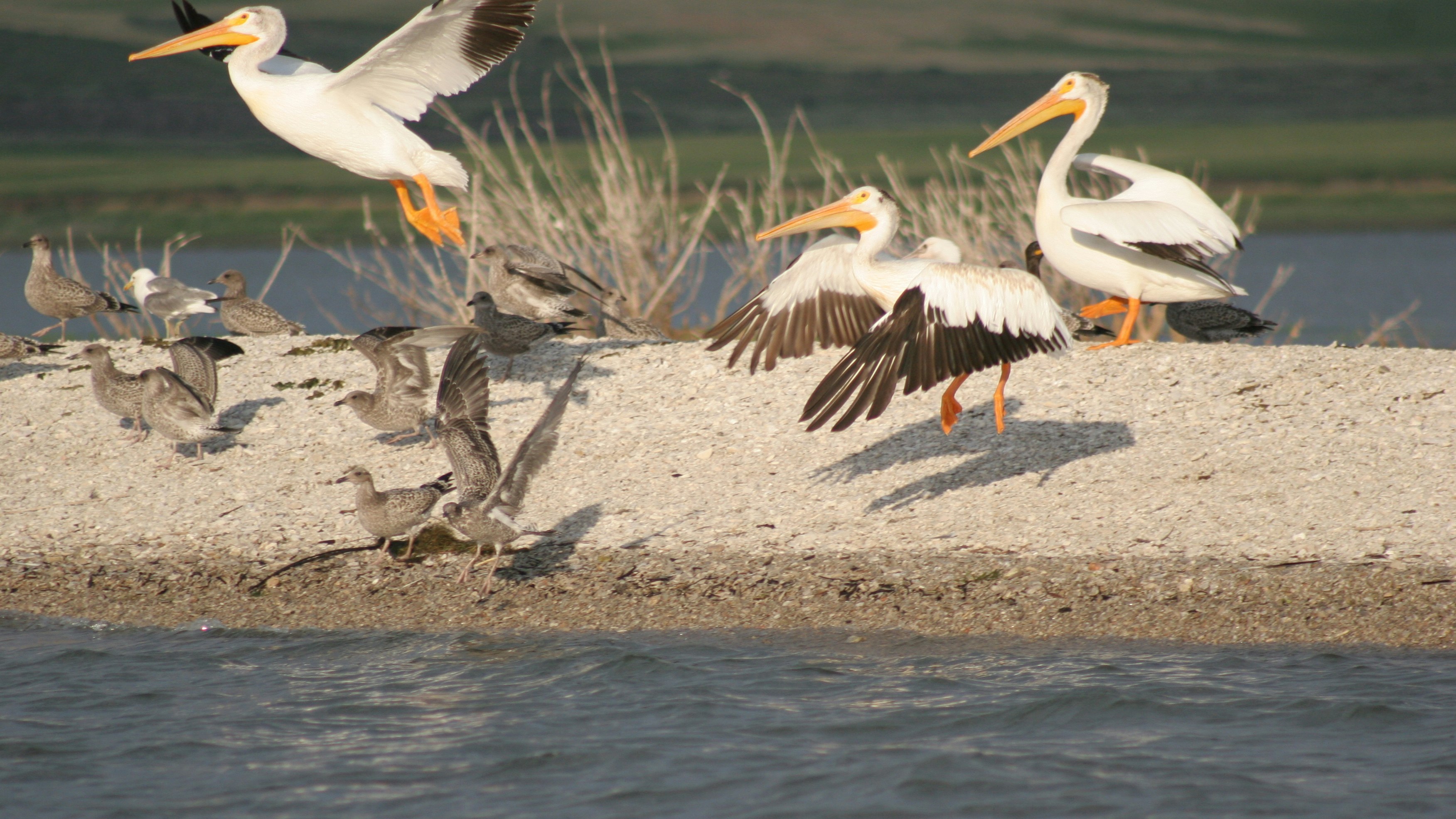 Pelicans at Blackfoot Reservoir in Idaho.