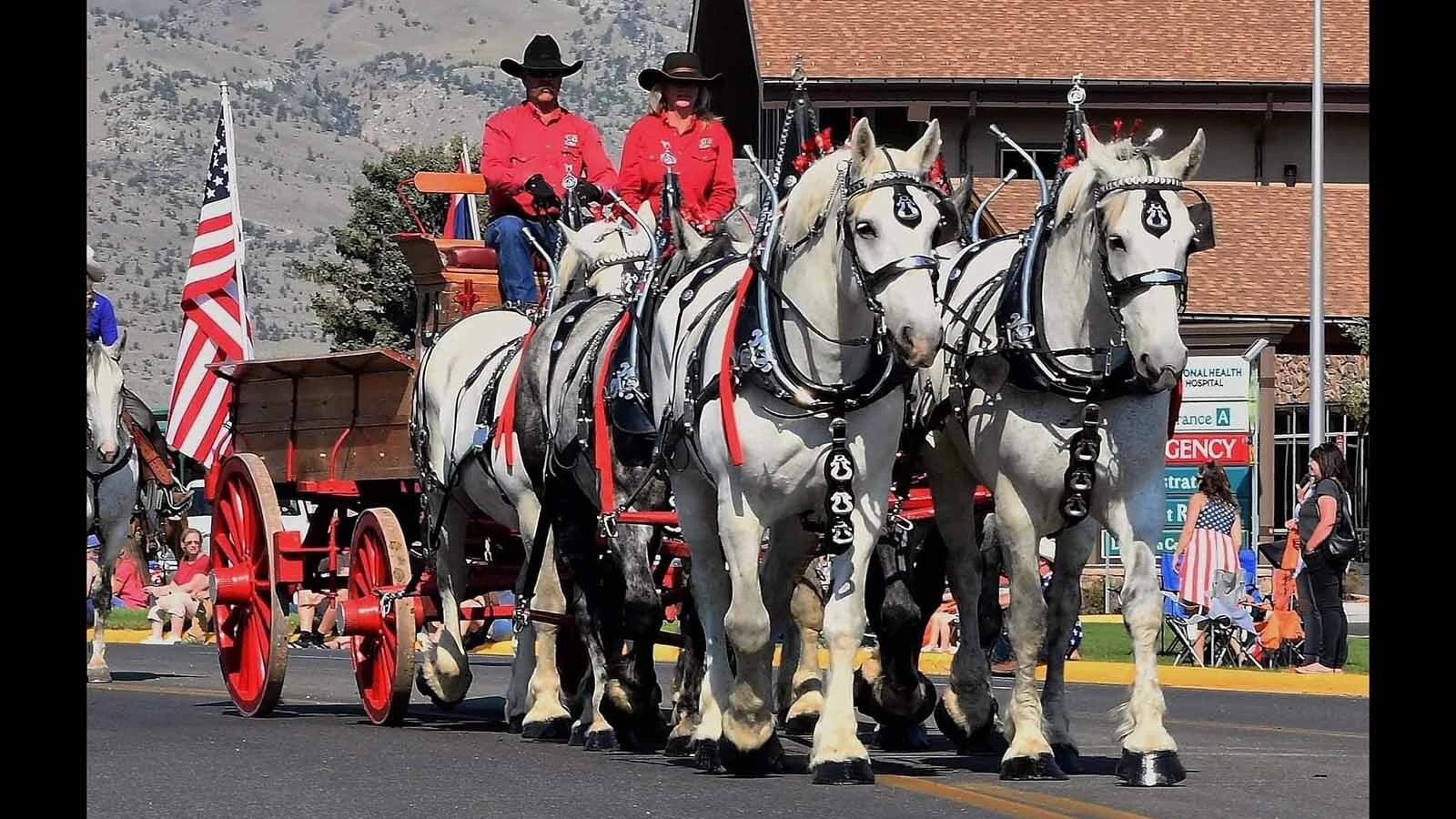 Anyone who’s been to a parade in Wyoming in the past 25 years knows the Powder River Percherons, teams of dapple-gray draft horses that tower over crowds. They bring "a ‘wow’ factor” at up to 2,600 pounds each and 6 feet tall at the withers.