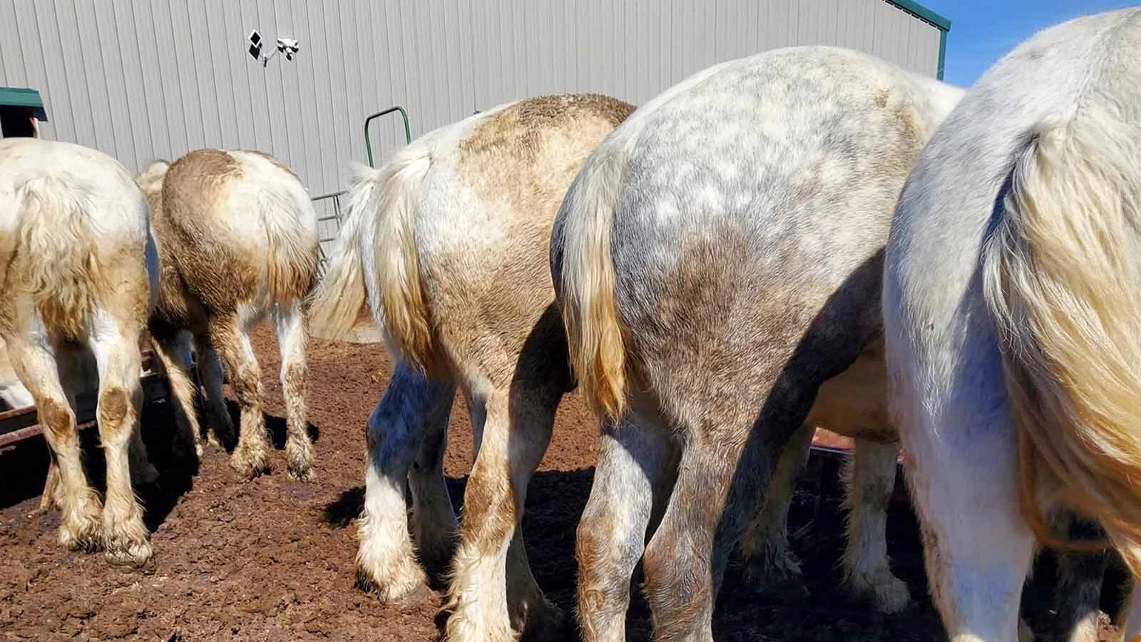 Anyone who’s been to a parade in Wyoming in the past 25 years knows the Powder River Percherons, teams of dapple-gray draft horses that tower over crowds. They bring "a ‘wow’ factor” at up to 2,600 pounds each and 6 feet tall at the withers.