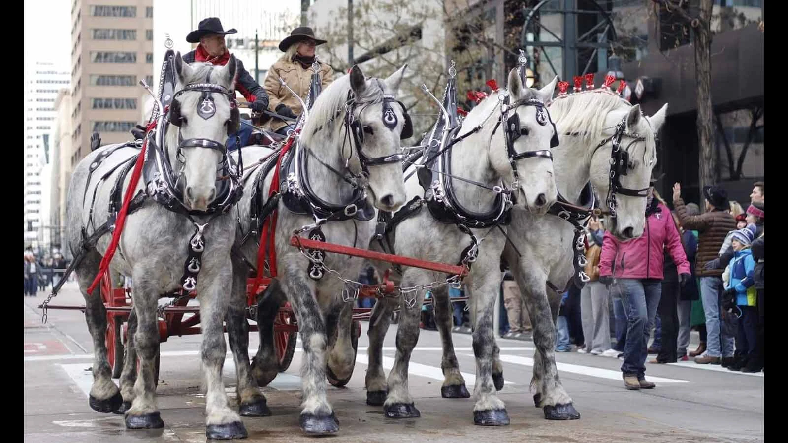 Anyone who’s been to a parade in Wyoming in the past 25 years knows the Powder River Percherons, teams of dapple-gray draft horses that tower over crowds. They bring "a ‘wow’ factor” at up to 2,600 pounds each and 6 feet tall at the withers.