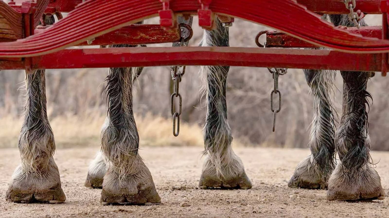 Anyone who’s been to a parade in Wyoming in the past 25 years knows the Powder River Percherons, teams of dapple-gray draft horses that tower over crowds. They bring "a ‘wow’ factor” at up to 2,600 pounds each and 6 feet tall at the withers.