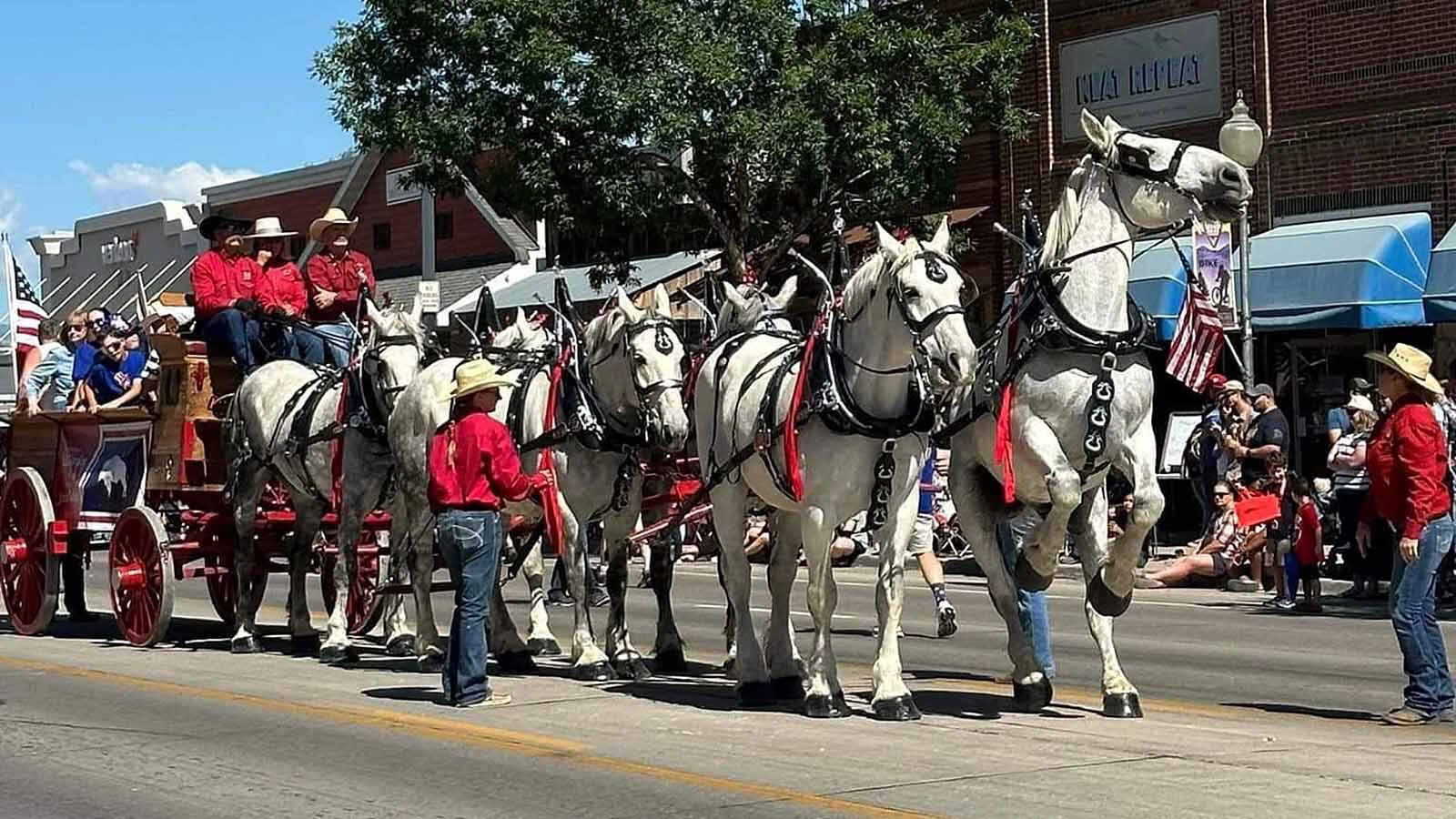 Anyone who’s been to a parade in Wyoming in the past 25 years knows the Powder River Percherons, teams of dapple-gray draft horses that tower over crowds. They bring "a ‘wow’ factor” at up to 2,600 pounds each and 6 feet tall at the withers.