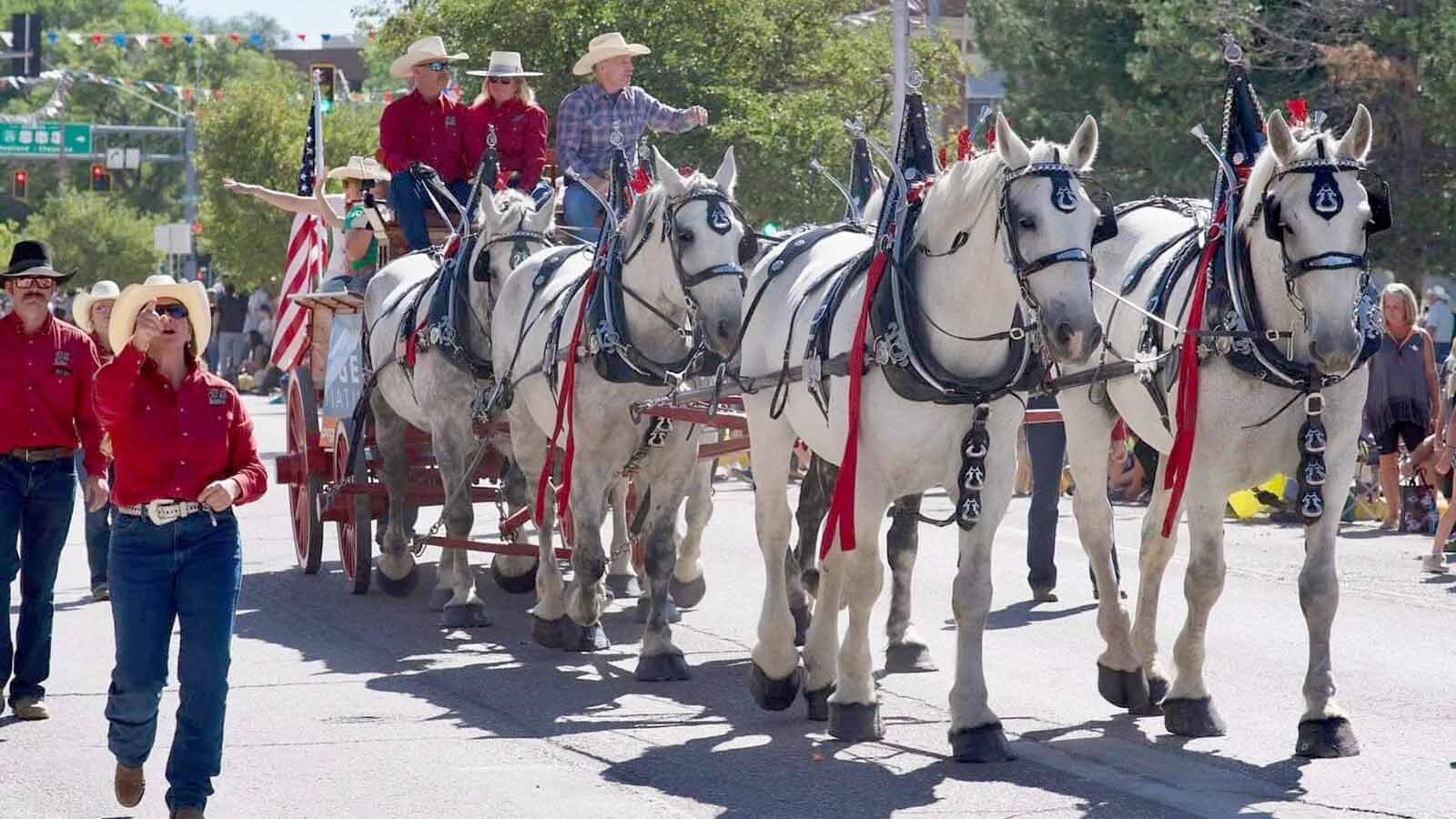 Anyone who’s been to a parade in Wyoming in the past 25 years knows the Powder River Percherons, teams of dapple-gray draft horses that tower over crowds. They bring "a ‘wow’ factor” at up to 2,600 pounds each and 6 feet tall at the withers.