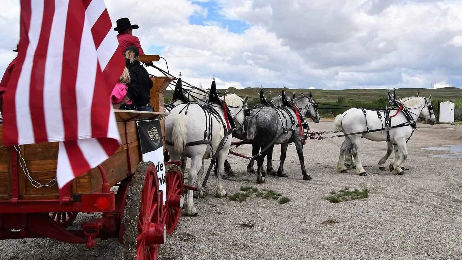 Anyone who’s been to a parade in Wyoming in the past 25 years knows the Powder River Percherons, teams of dapple-gray draft horses that tower over crowds. They bring "a ‘wow’ factor” at up to 2,600 pounds each and 6 feet tall at the withers.