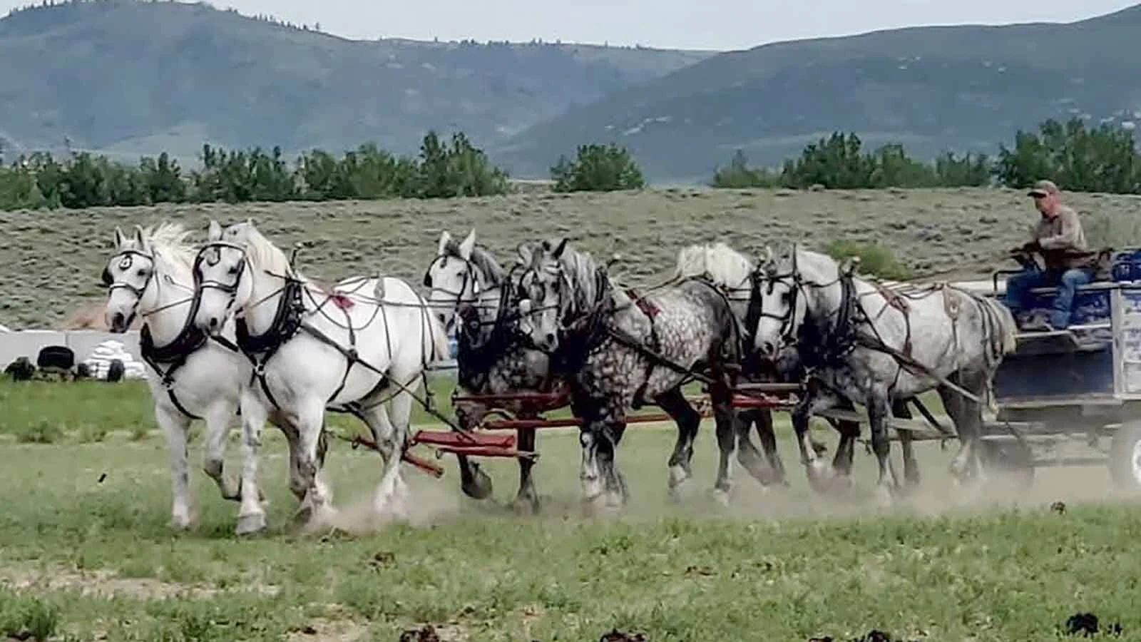 Anyone who’s been to a parade in Wyoming in the past 25 years knows the Powder River Percherons, teams of dapple-gray draft horses that tower over crowds. They bring "a ‘wow’ factor” at up to 2,600 pounds each and 6 feet tall at the withers.