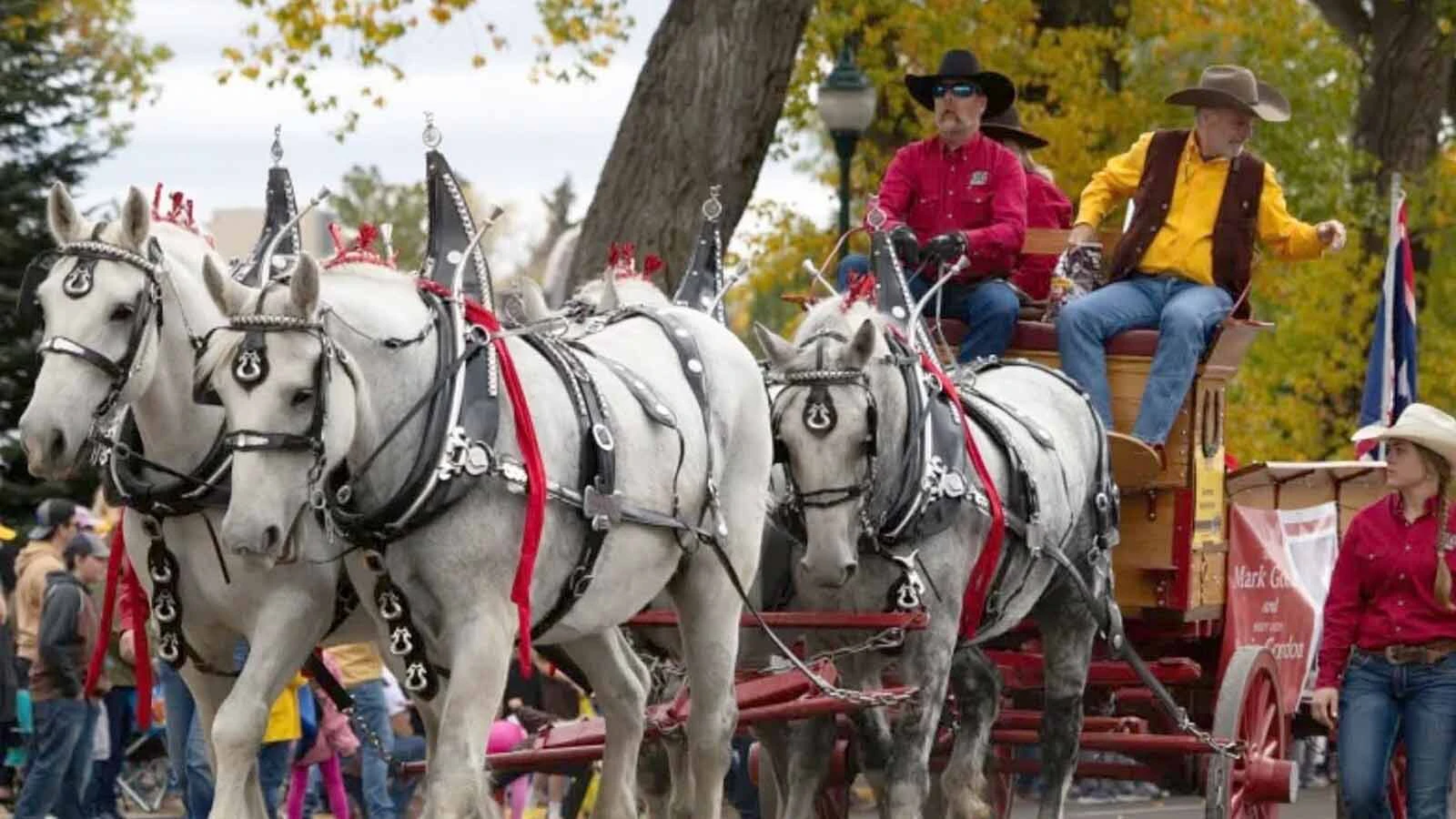 Anyone who’s been to a parade in Wyoming in the past 25 years knows the Powder River Percherons, teams of dapple-gray draft horses that tower over crowds. They bring "a ‘wow’ factor” at up to 2,600 pounds each and 6 feet tall at the withers.