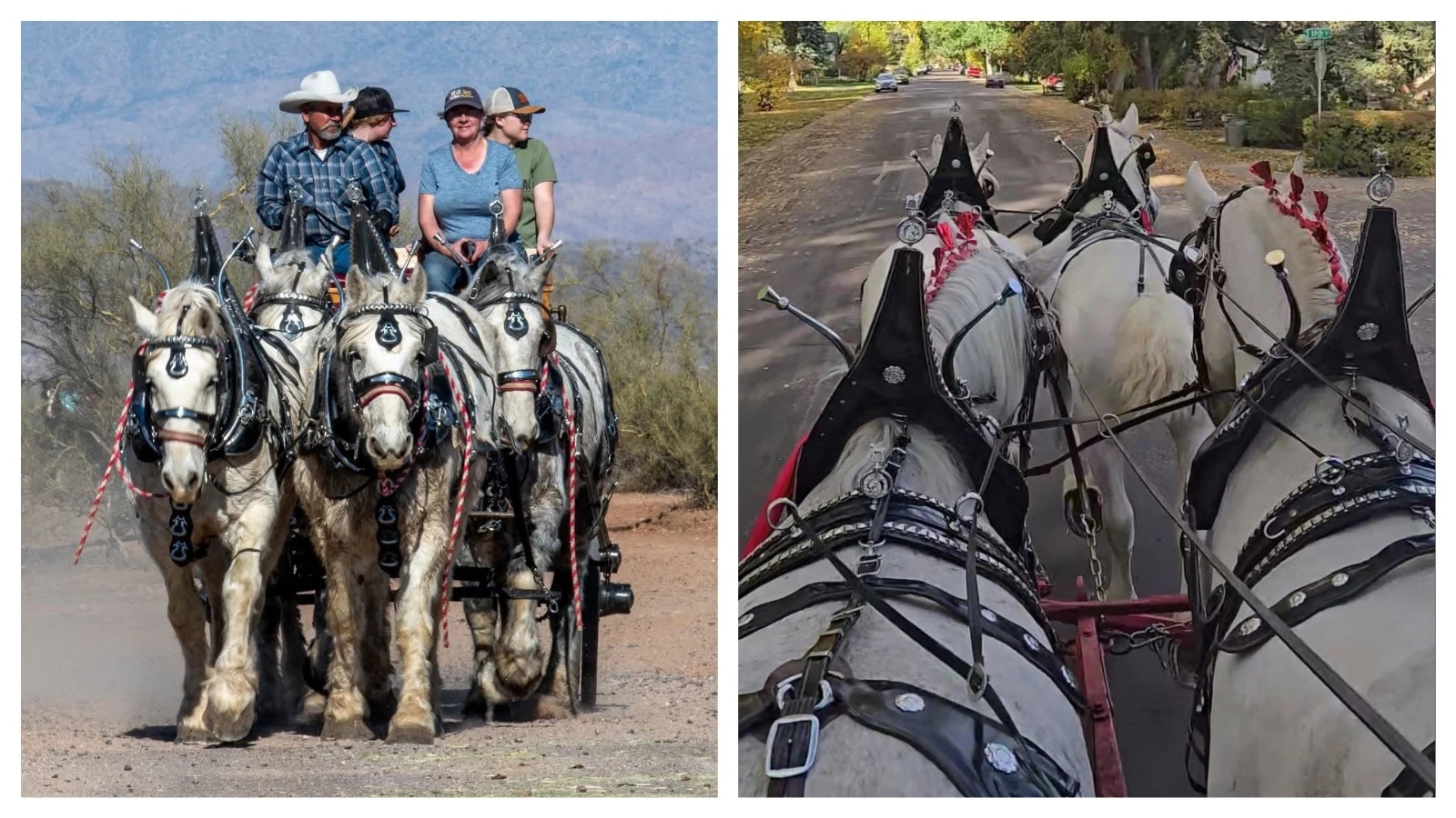 Anyone who’s been to a parade in Wyoming in the past 25 years knows the Powder River Percherons, teams of dapple-gray draft horses that tower over crowds. They bring "a ‘wow’ factor” at up to 2,600 pounds each and 6 feet tall at the withers.