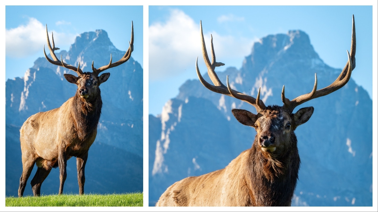 Jackson wildlife photographer Savannah Rose got a once-in-a-lifetime image of a bull elk in front of Grand Teton. She said it was an "incredibly tense" moment of excitement, and adds another uniquely Wyoming image to a portfolio already full of them.