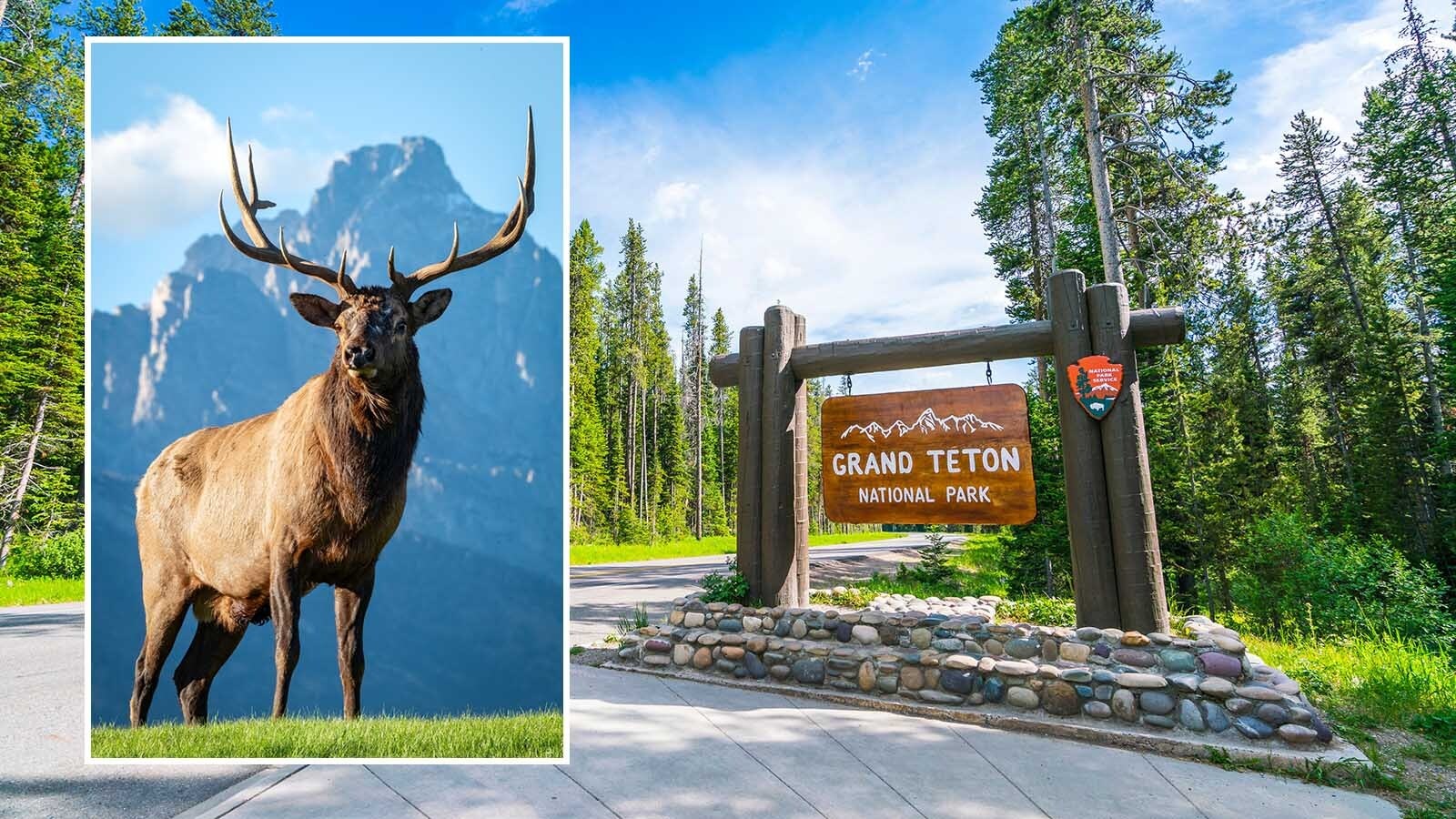 Jackson wildlife photographer Savannah Rose got a once-in-a-lifetime image of a bull elk in front of Grand Teton. She said it was an "incredibly tense" moment of excitement, and adds another uniquely Wyoming image to a portfolio already full of them.