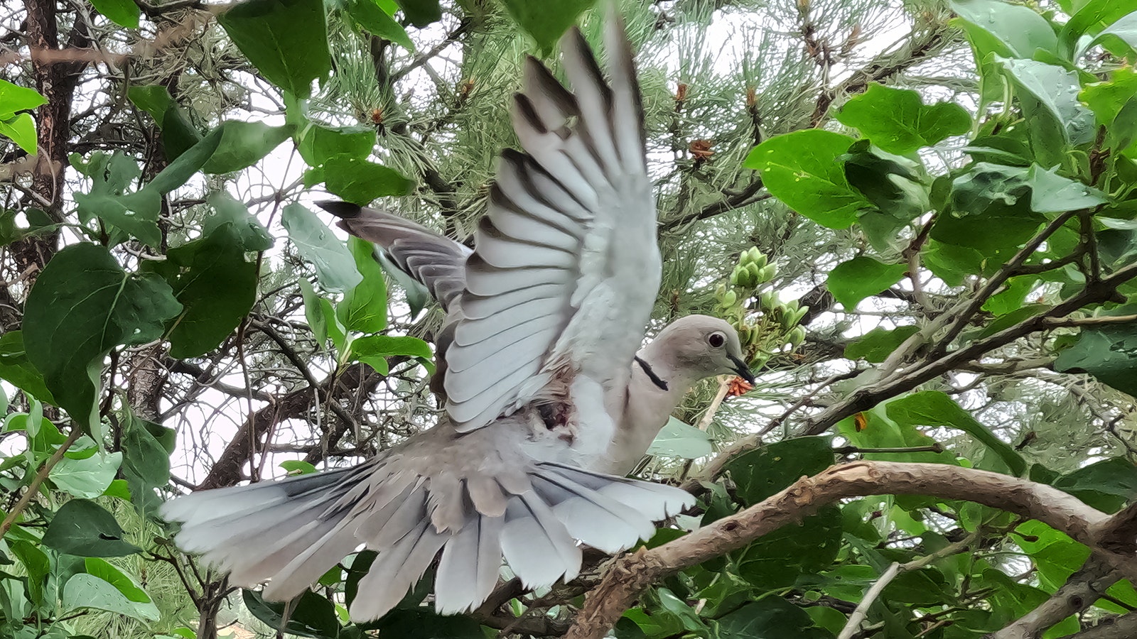 It took almost 4,000 time-lapse shots with a GoPro camera for Pete Arnold of Cheyenne to capture this image of a Eurasian collared dove.