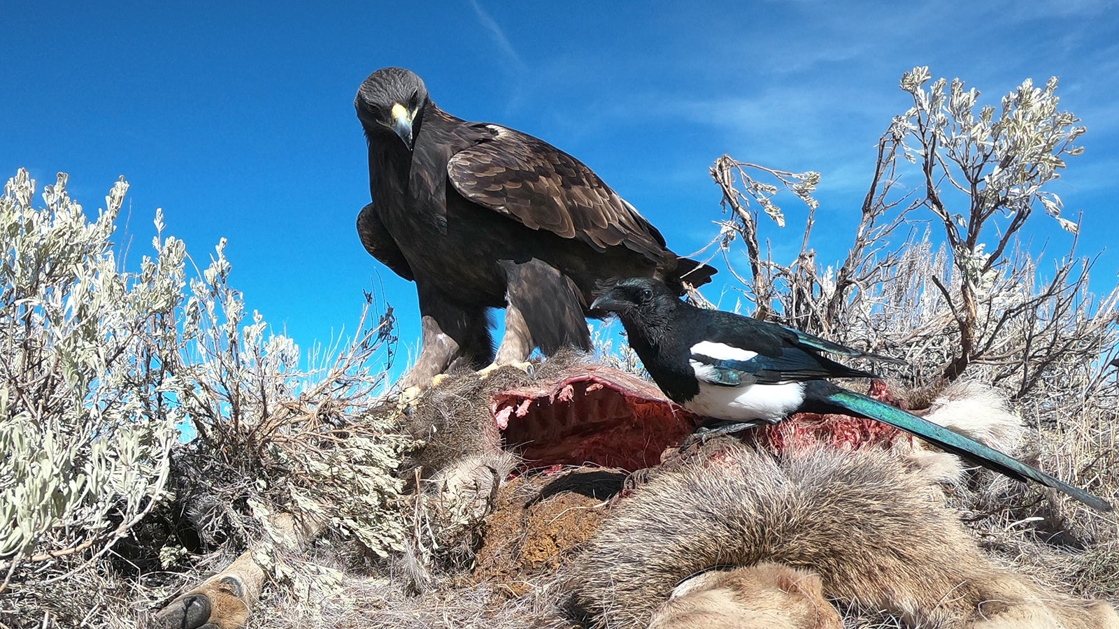 Wildlife photographer Pete Arnold uses a GoPro camera, set to take pictures every few seconds, to capture images like this one – an eagle and magpie perched together on a big game carcass near Pinedale.