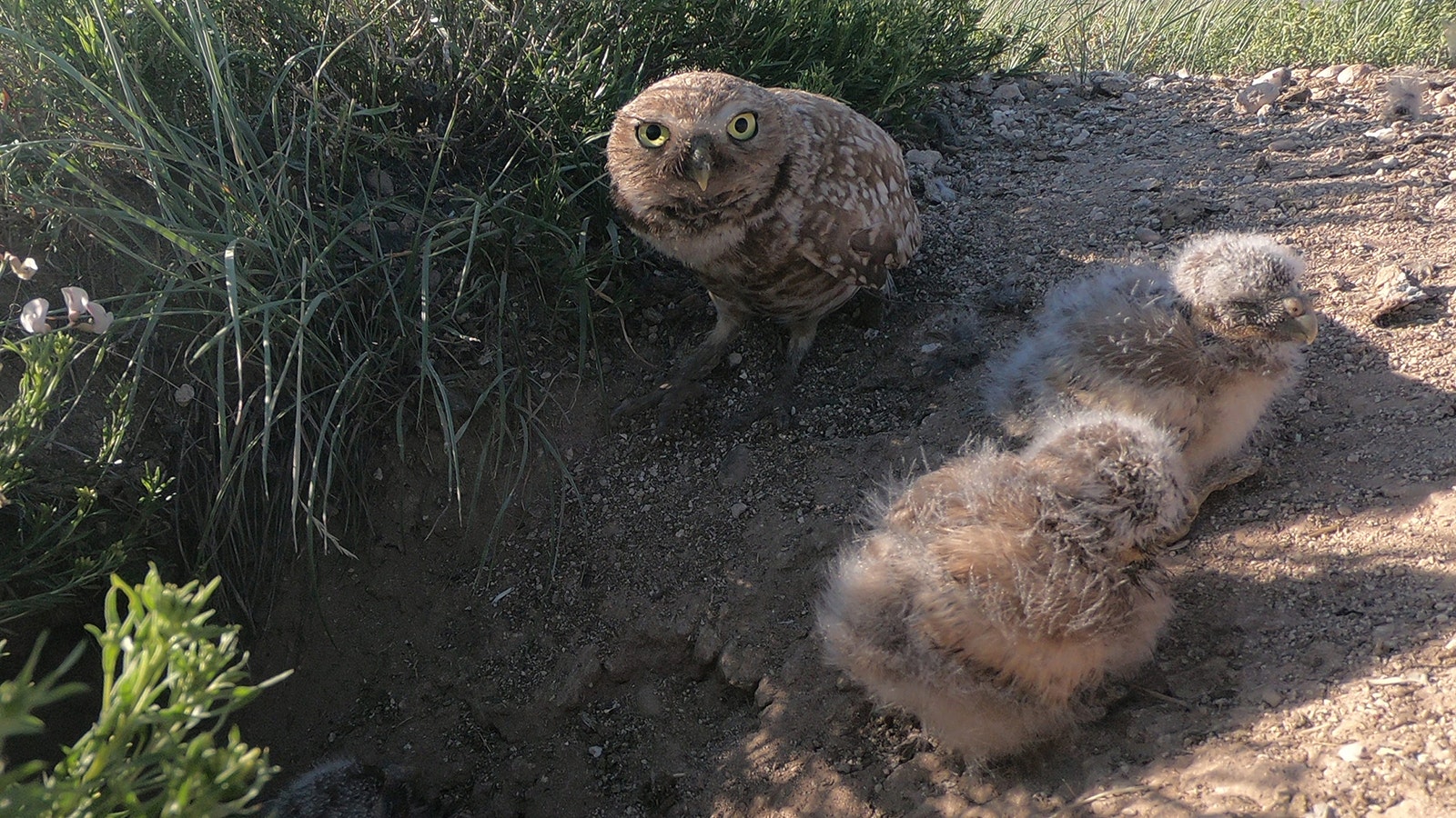 Burrowing Owls check out a GoPro camera, set up by Pete Arnold to capture time-lapse photos of the birds.