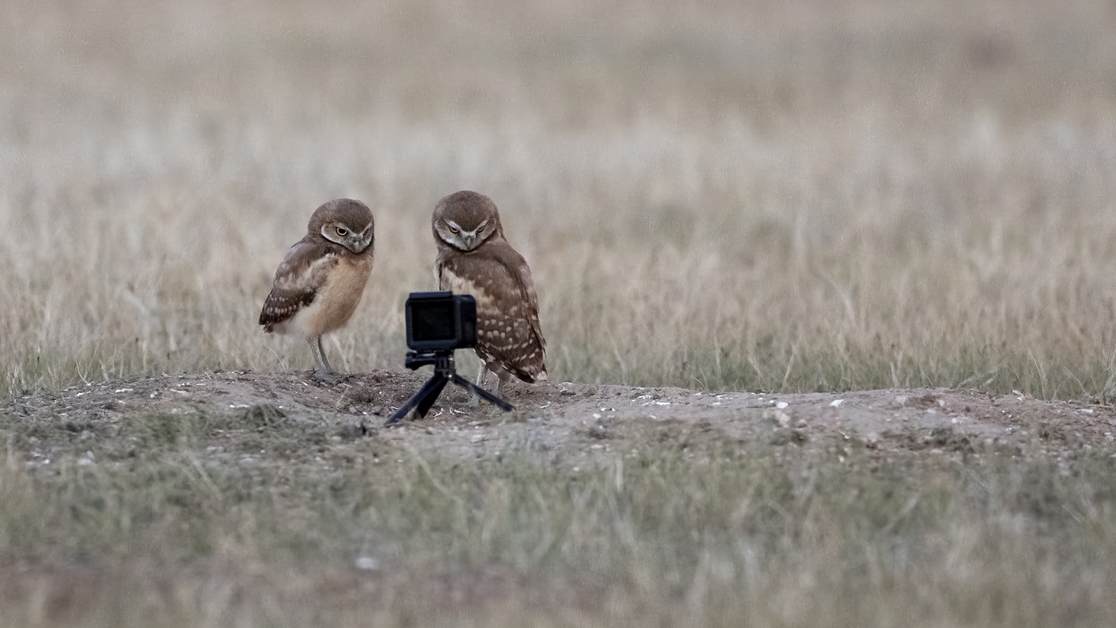 A burrowing owl and its young hang out by their burrow near Pinedale, in this image captured by wildlife photographer Pete Arnold.