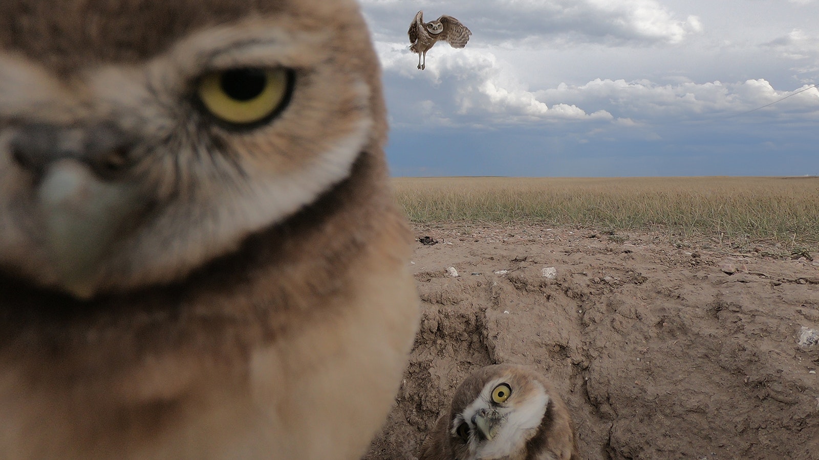 Wildlife photographer Pete Arnold captured this perfect moment with burrowing owls by putting a GoPro camera near their burrow on the edge of Cheyenne, and setting it to take photos every five seconds.