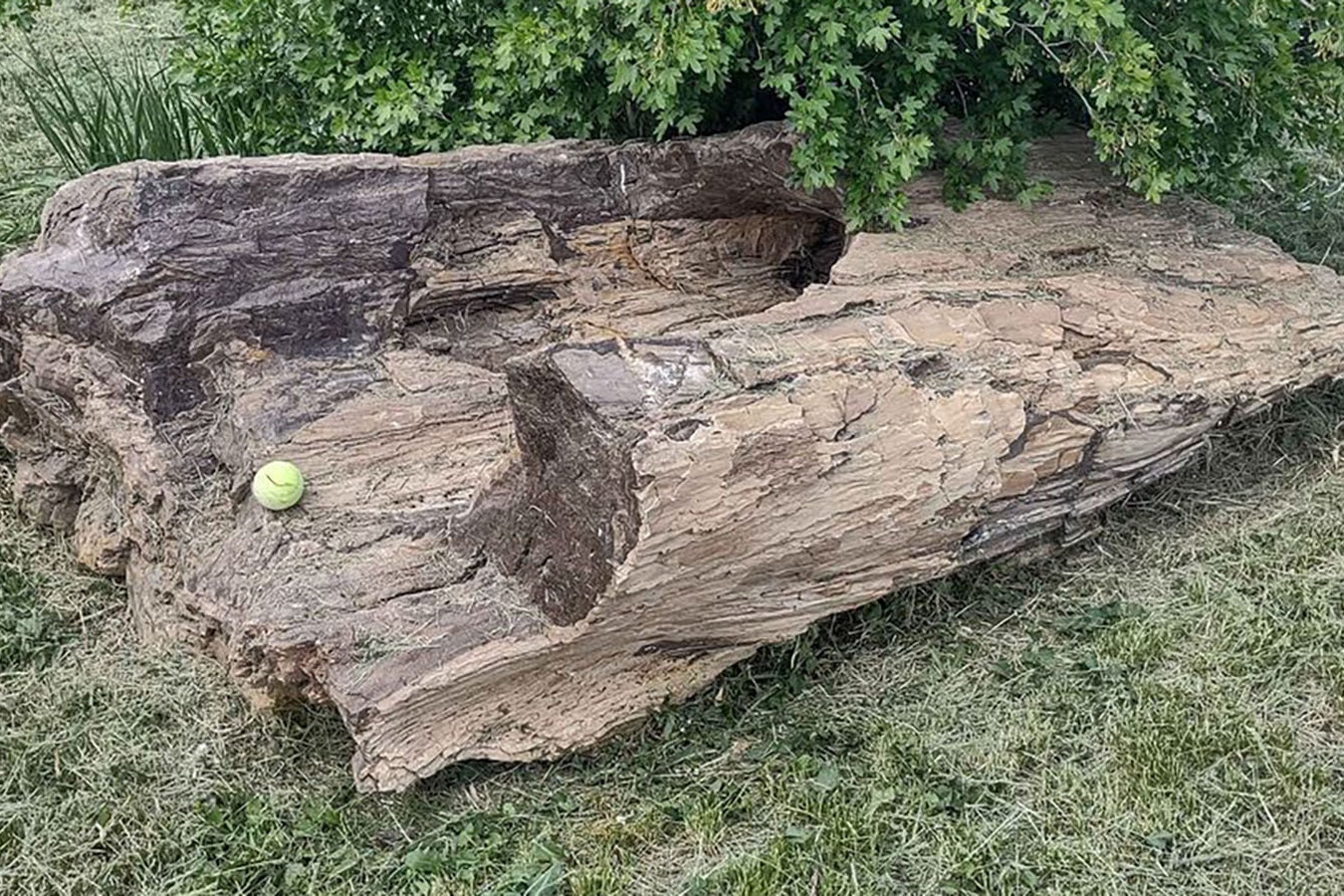 This 1-ton hollowed out petrified log has been in Travis Smith's family for generations, but now it's for sale for $20,000.