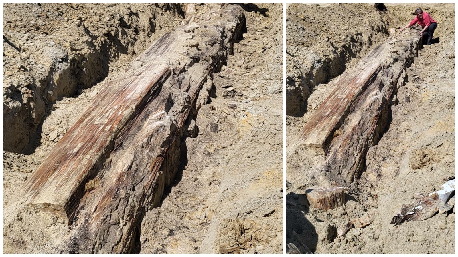 A Buffalo, Wyoming, couple found this giant 35-foot section of a 60 million-year-old petrified tree on their property.