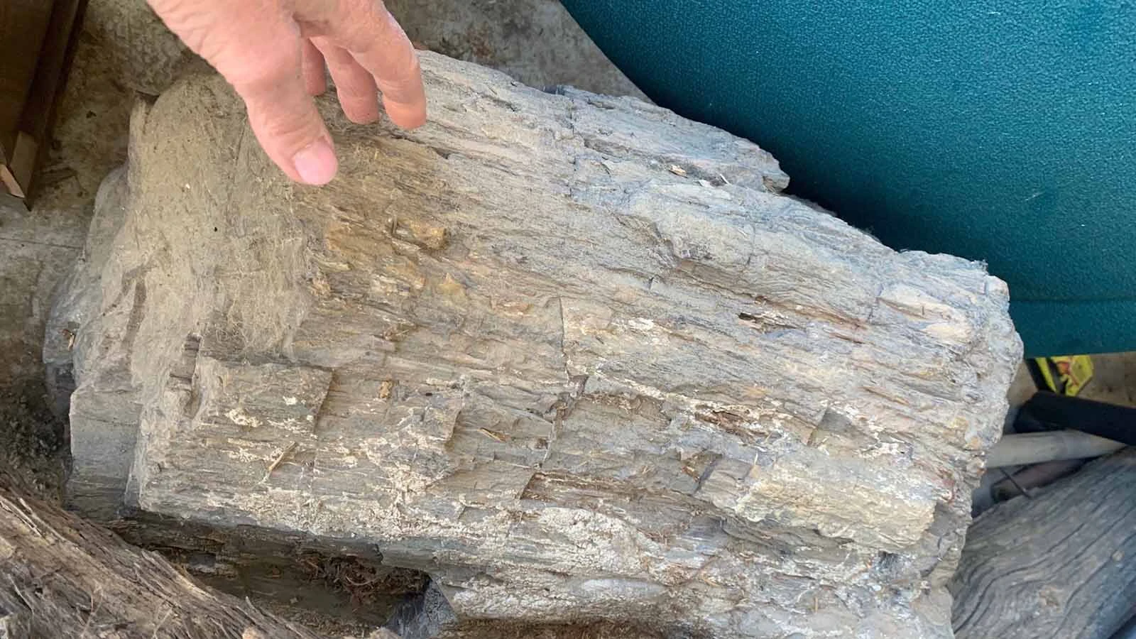 A large piece of petrified wood stolen from a storage unit in Powell. Carolyn Gose Foster, who inherited the fossil from her late father, isn't sure when or why it was stolen, but hopes it can be recovered and returned to her family.
