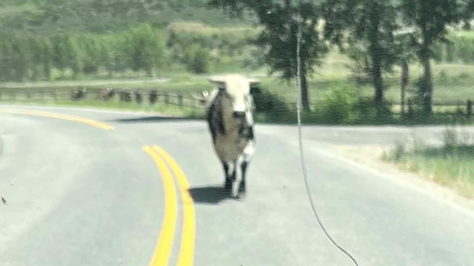 A young bull that escaped the Snowmass Village, Colorado, rodeo grounds Wednesday is still free and independent on the Fourth of July. He ran into an upscale residential neighborhood, where he’s eluded searchers for two days.