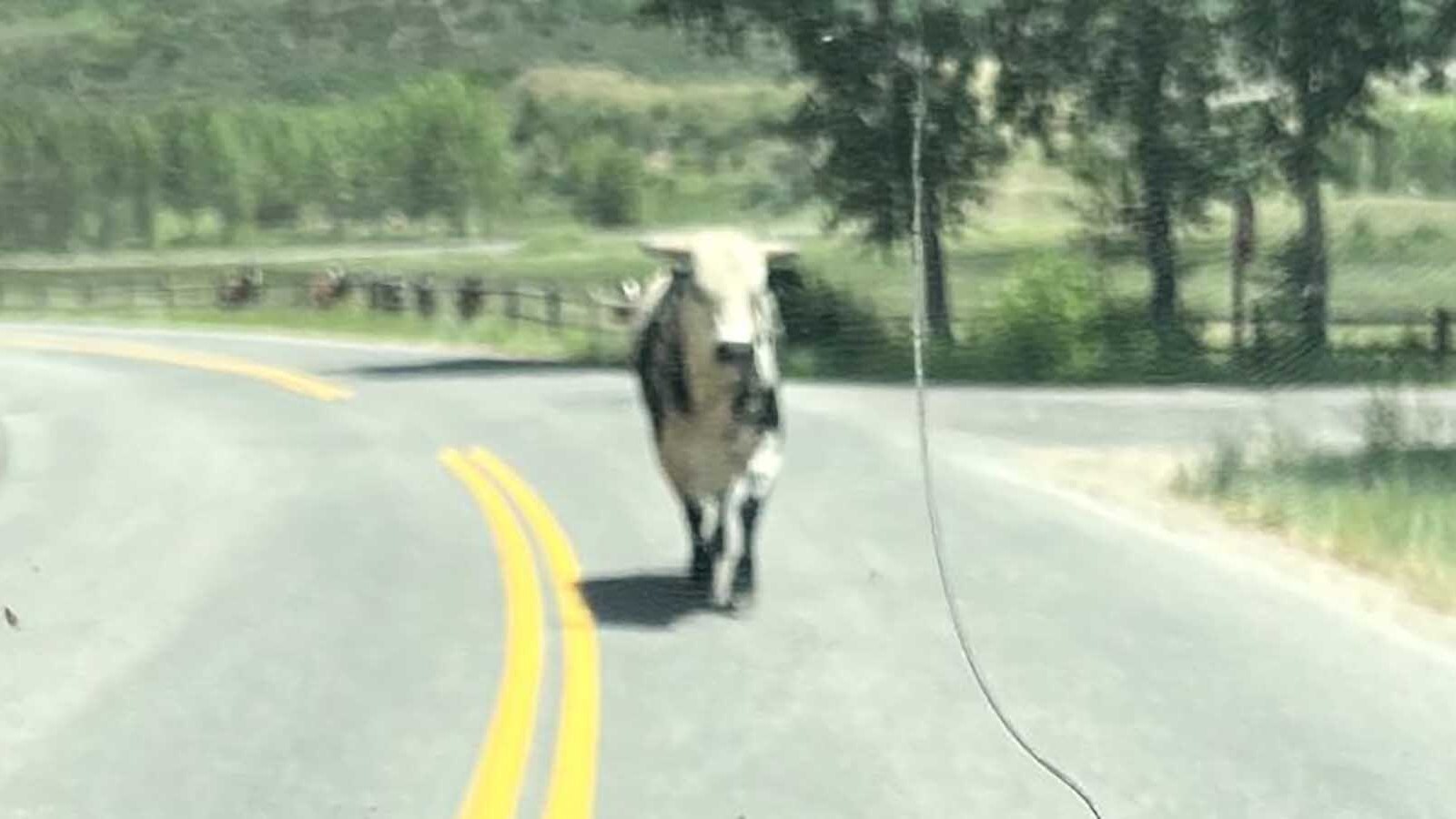 A young bull that escaped the Snowmass Village, Colorado, rodeo grounds Wednesday is still free and independent on the Fourth of July. He ran into an upscale residential neighborhood, where he’s eluded searchers for two days.
