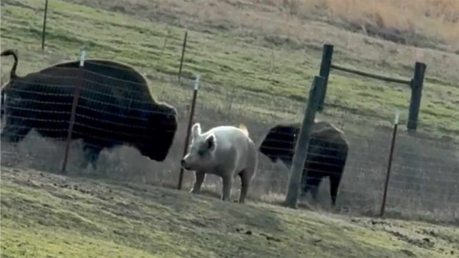 Dot, a 600-pound petting zoo pig, enjoys antagonizing the bison herd at the Long Lake Resort in southeast Oklahoma. A video captured by the pig's owner shows the standoffish swine sending a full herd of bison running.
