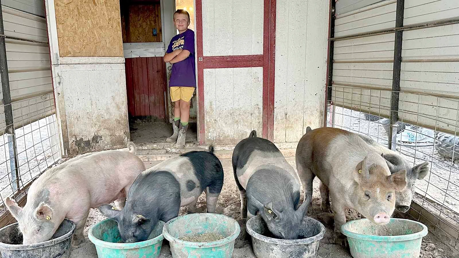 Sawyer Wilson's daily chores included feeding his pigs and training them to show properly in the arena. The family had ended up with an "extra pig" and Marshmallow was drawn in the Fair to Fork lottery. He will be fattened up a bit more and then given to a charity of Sawyer's choice to help feed the hungry in his community in Hot Springs County.