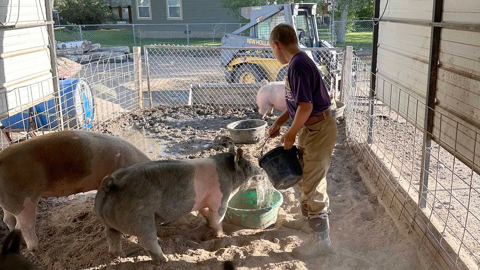 Sawyer Wilson's daily chores included feeding his pigs and training them to show properly in the arena. The family had ended up with an "extra pig" and Marshmallow was drawn in the Fair to Fork lottery. He will be fattened up a bit more and then given to a charity of Sawyer's choice to help feed the hungry in his community in Hot Springs County.