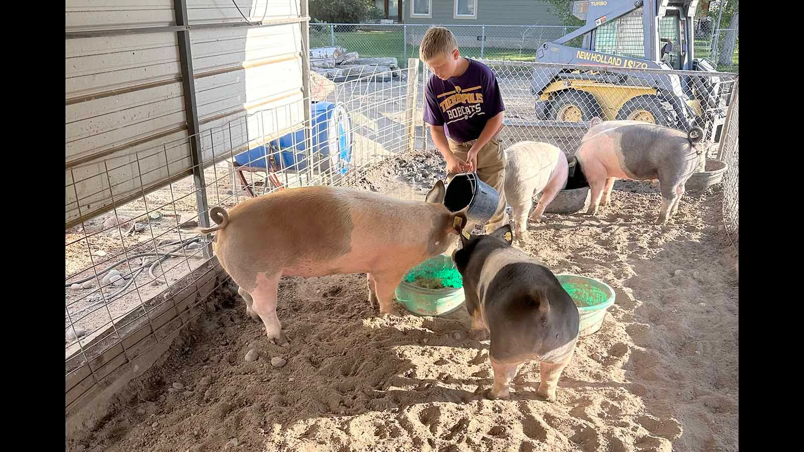 Sawyer Wilson's daily chores included feeding his pigs and training them to show properly in the arena. The family had ended up with an "extra pig" and Marshmallow was drawn in the Fair to Fork lottery. He will be fattened up a bit more and then given to a charity of Sawyer's choice to help feed the hungry in his community in Hot Springs County.