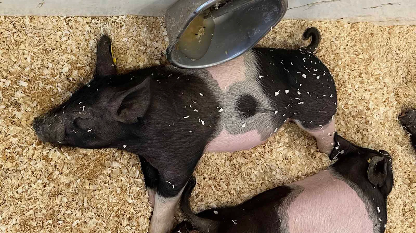 Raising a show pig begins in the sale barn. Sawyer Wilson bought his pig, Marshmallow, because of his unique markings. The  pig became Sawyer's "extra pig" and did not sell at county fair. Instead, Sawyer entered the Fair to Fork lottery and Marshmallow will now be donated to a charity of Sawyer's choice.