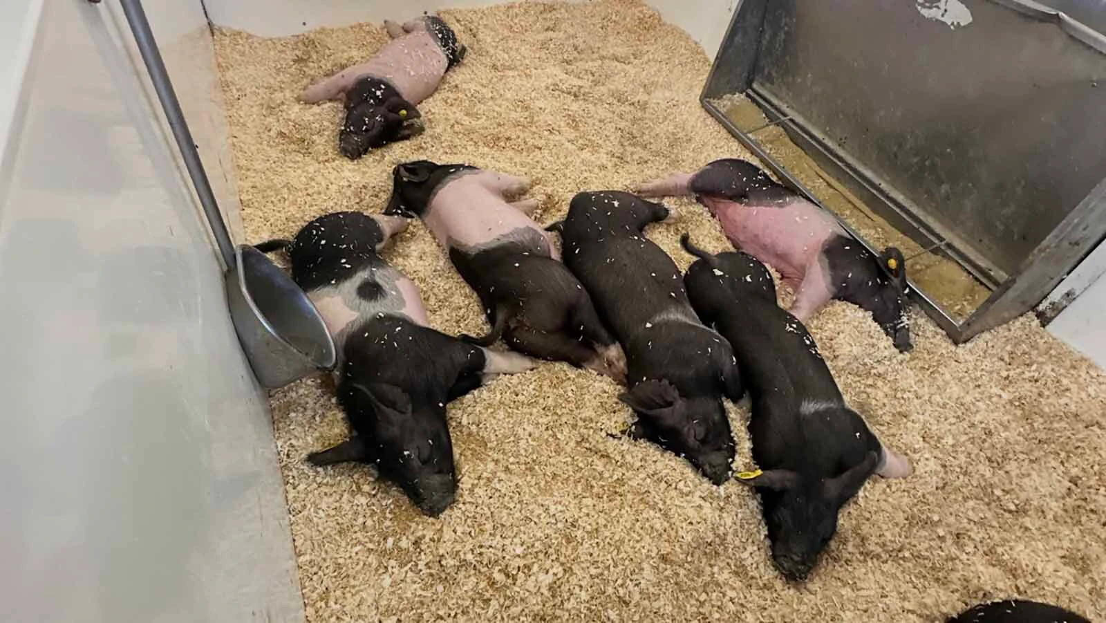 Raising a show pig begins in the sale barn. Sawyer Wilson bought his pig, Marshmallow, because of his unique markings. The  pig became Sawyer's "extra pig" and did not sell at county fair. Instead, Sawyer entered the Fair to Fork lottery and Marshmallow will now be donated to a charity of Sawyer's choice.