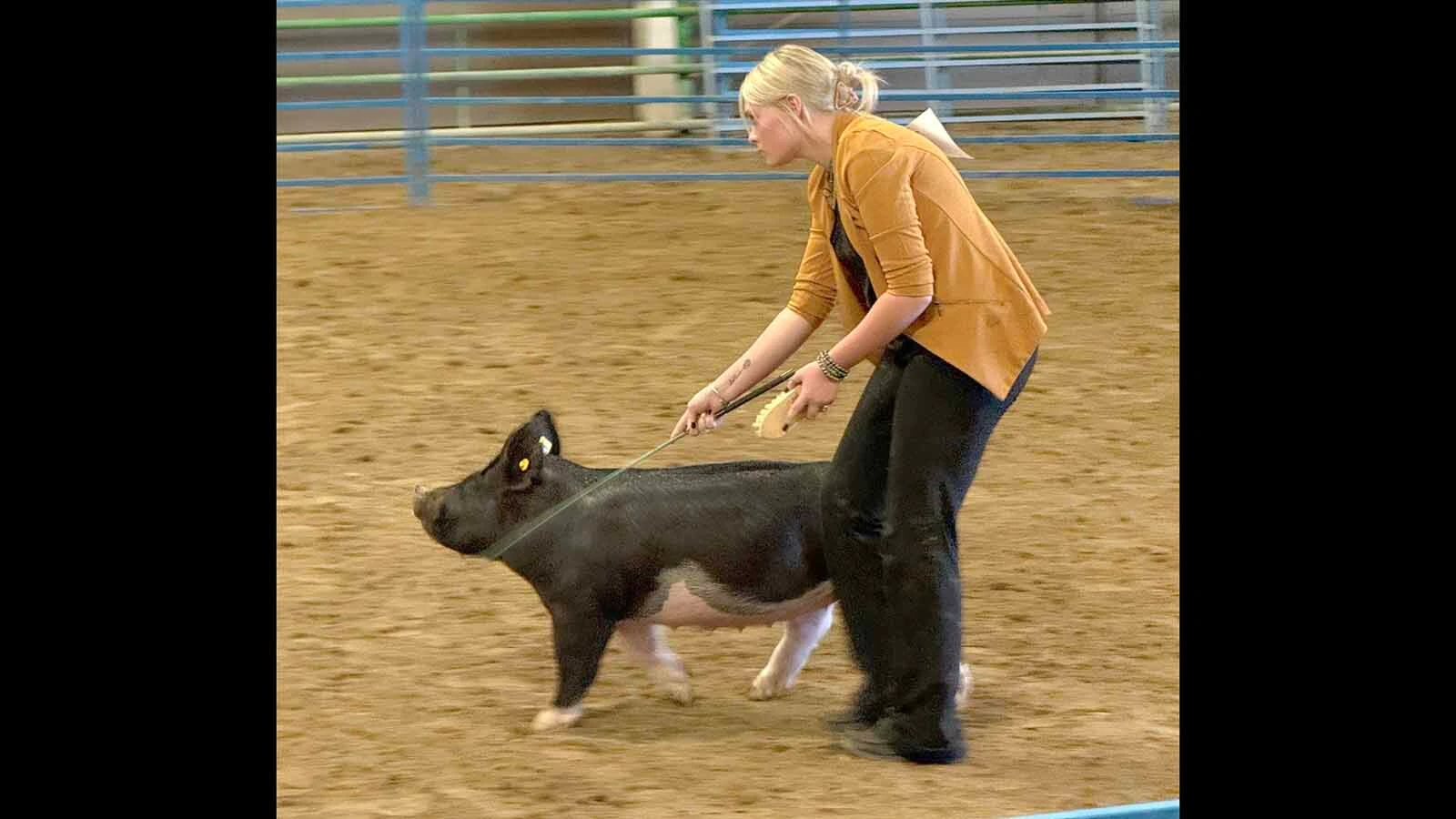 Tymber Eckley of Hot Springs County has spent the past 11 years in 4-H and one of her projects was raising show pigs. It takes a lot of hard work and dedication to get a pig ready for the show ring. After the family lost pigs to pig flu, they begun buying an extra pig and last year, Baby (pictured), was given to the local food bank through the Fair to Fork program that helps provide Wyoming grown protein to those in need.