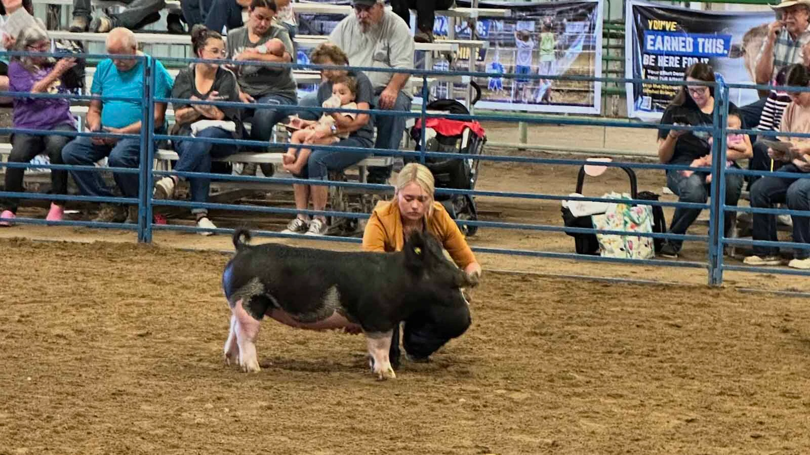 Tymber Eckley of Hot Springs County has spent the past 11 years in 4-H and one of her projects was raising show pigs. It takes a lot of hard work and dedication to get a pig ready for the show ring. After the family lost pigs to pig flu, they begun buying an extra pig and last year, Baby (pictured), was given to the local food bank through the Fair to Fork program that helps provide Wyoming grown protein to those in need.