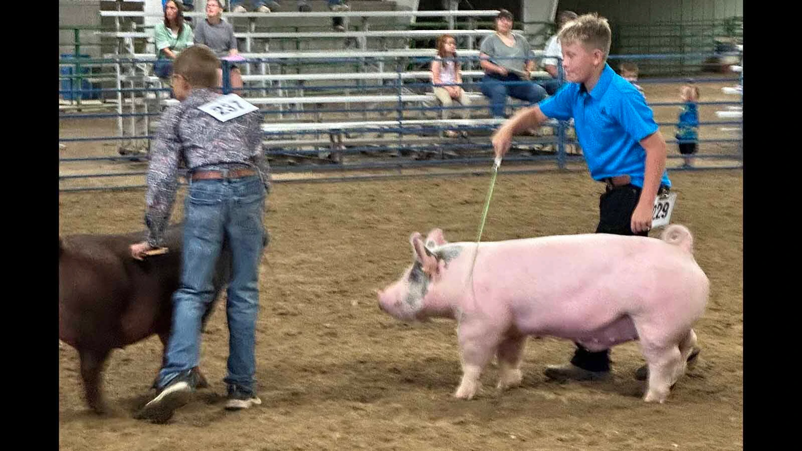 Sawyer Wilson, 12, spent hours training his show pigs to walk in the ring at county. He had to teach his pig to keep his nose in the air and trot in the right direction when touched by the whip. After fair, all his pigs are destined for the freezer and he will get new pigs in the spring to start the training process all over again.