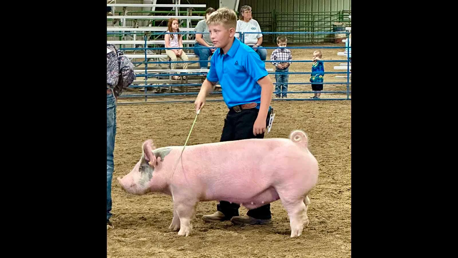 Sawyer Wilson, 12, spent hours training his show pigs to walk in the ring at county. He had to teach his pig to keep his nose in the air and trot in the right direction when touched by the whip. After fair, all his pigs are destined for the freezer and he will get new pigs in the spring to start the training process all over again.