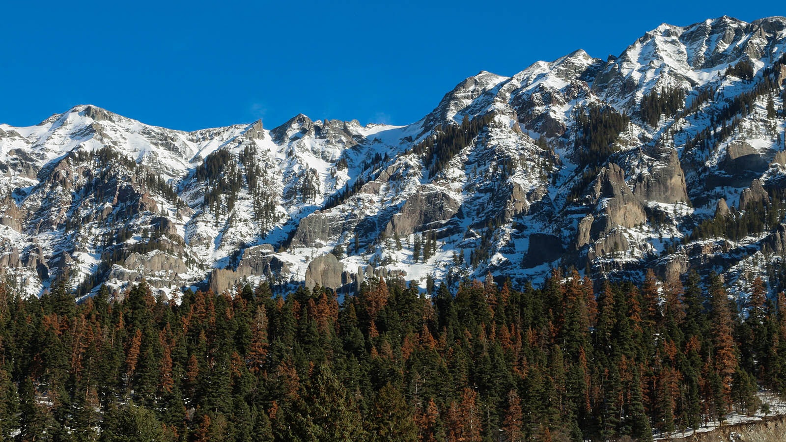 A brown, dried out forest damaged by pine beetles.