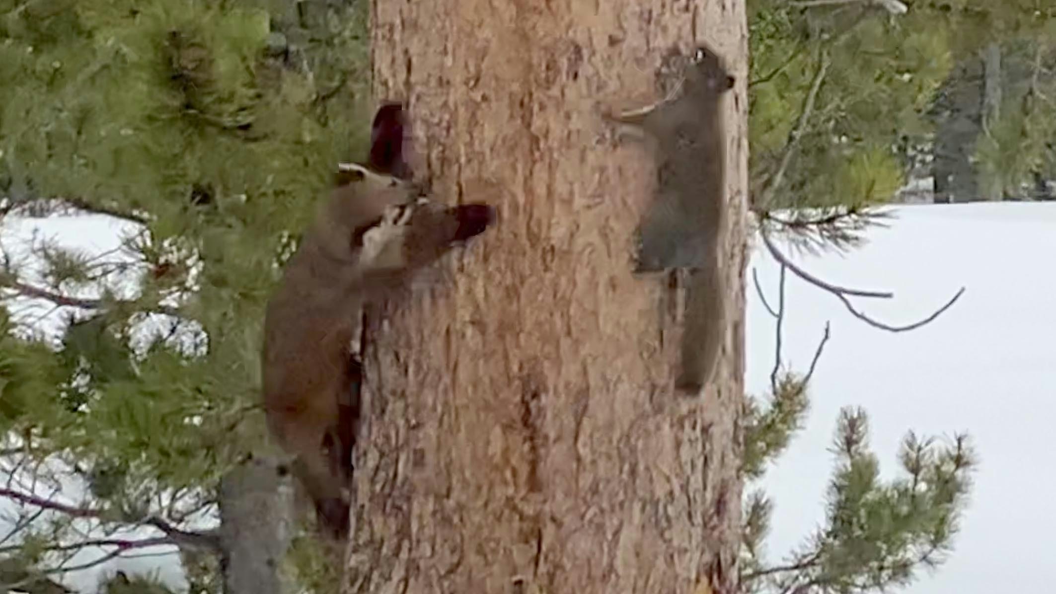 A pine marten tries, but fails, to catch and kill a grey squirrel in Yellowstone National Park