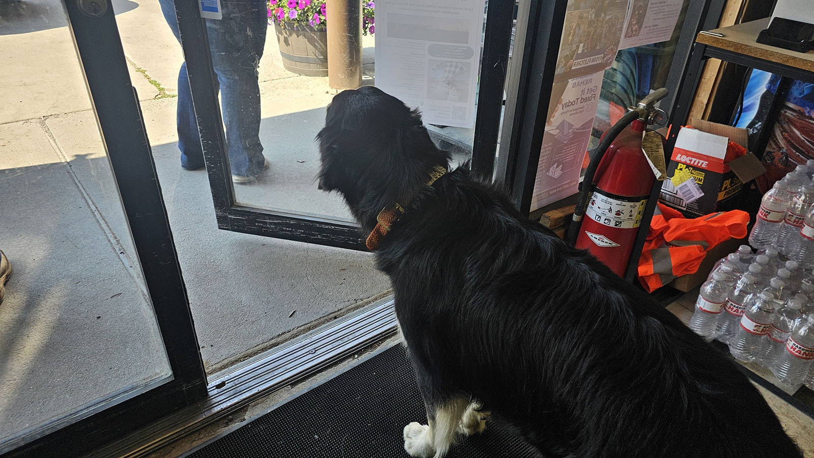 Coop waits patiently for customers to enter the store so he can follow them and help them carry their packages to the front.