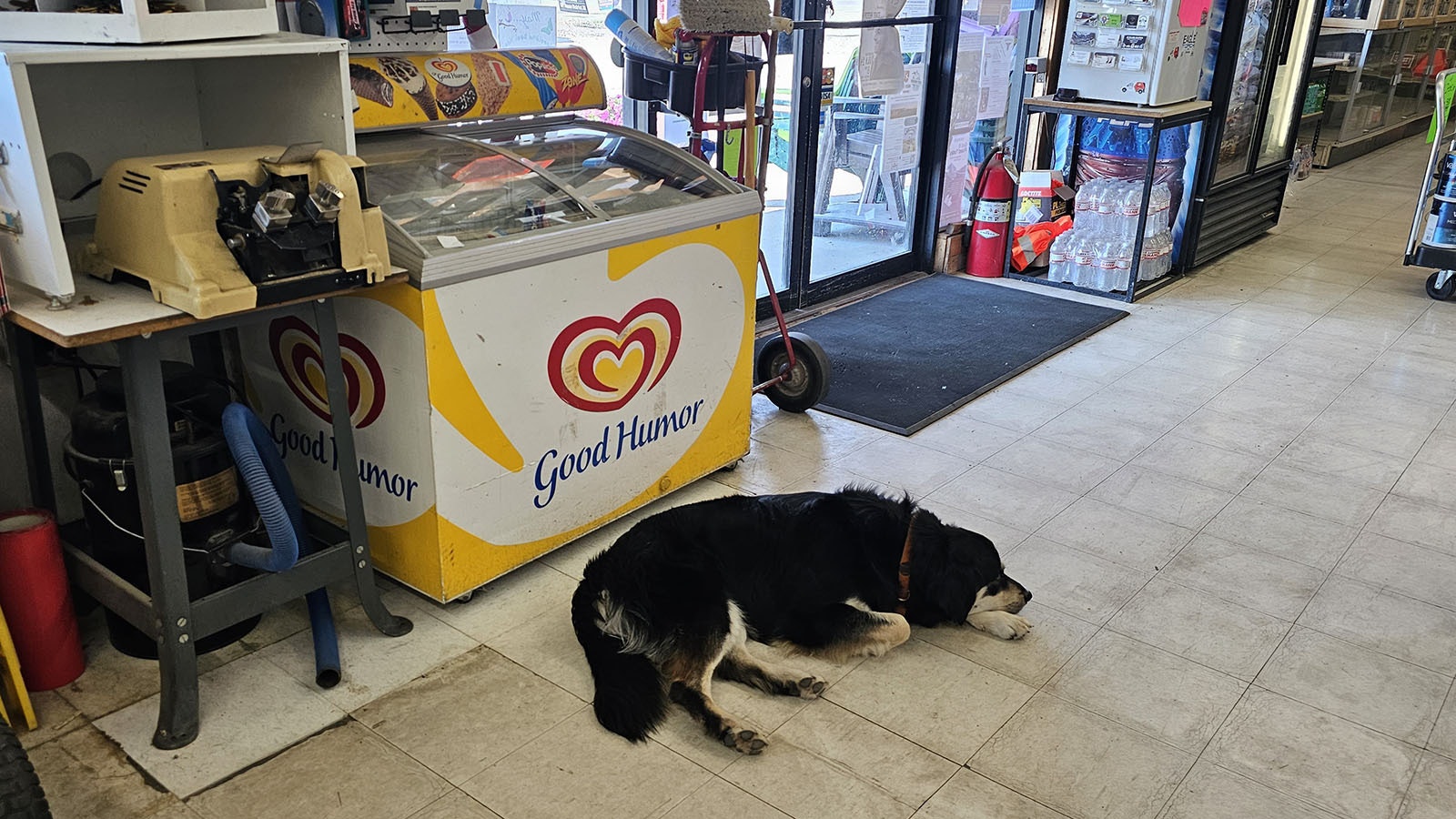 Coop waits by the door — one of his favorite spots — for a customer to come in.