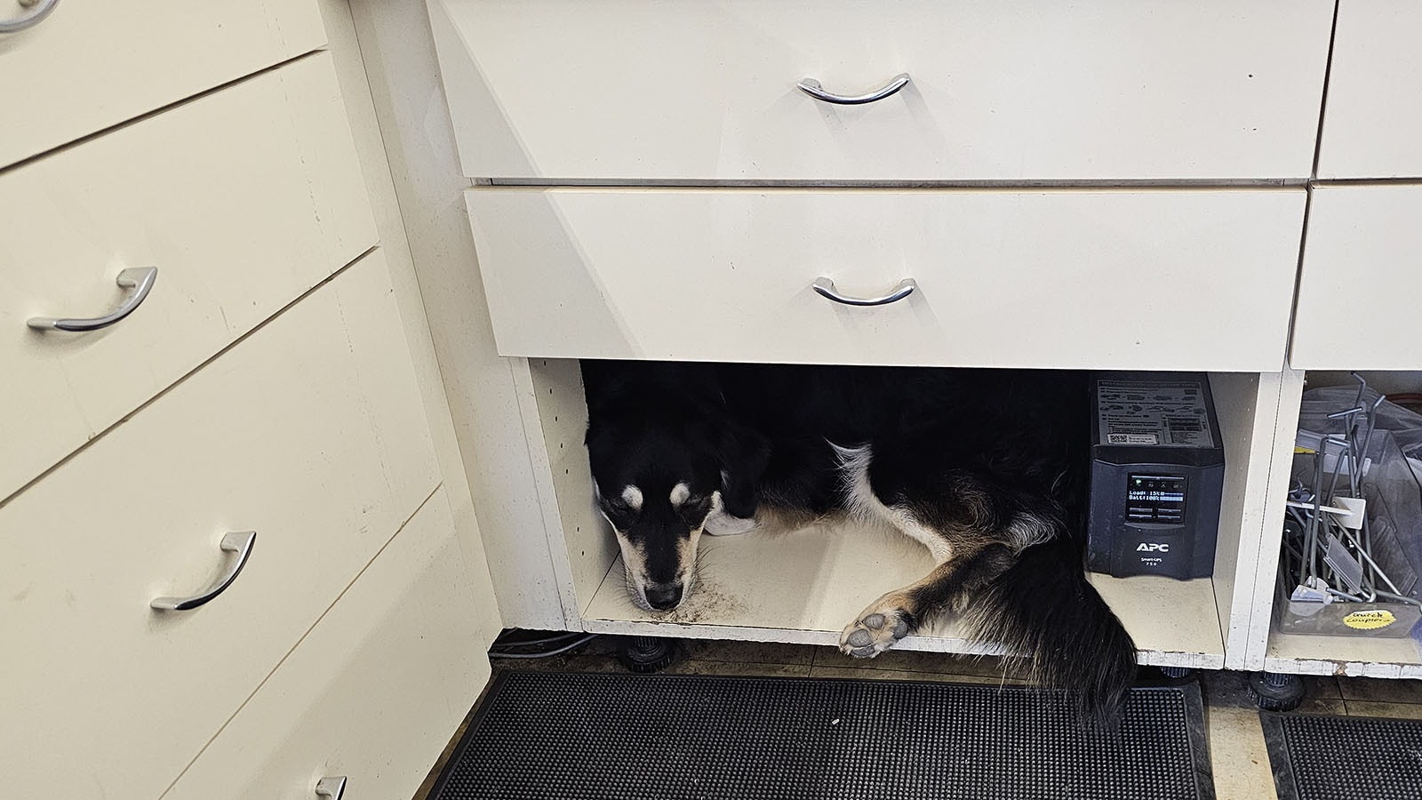 Coop's other favorite spot, curled up under the cash register.