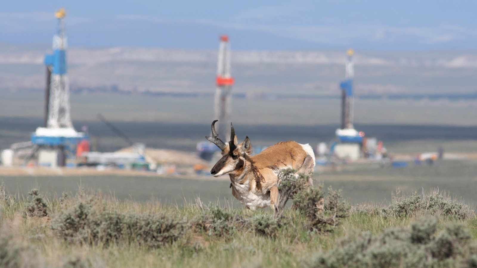 A pair of pronghorn near Pinedale, Wyoming, with several oil and gas rigs in the background.