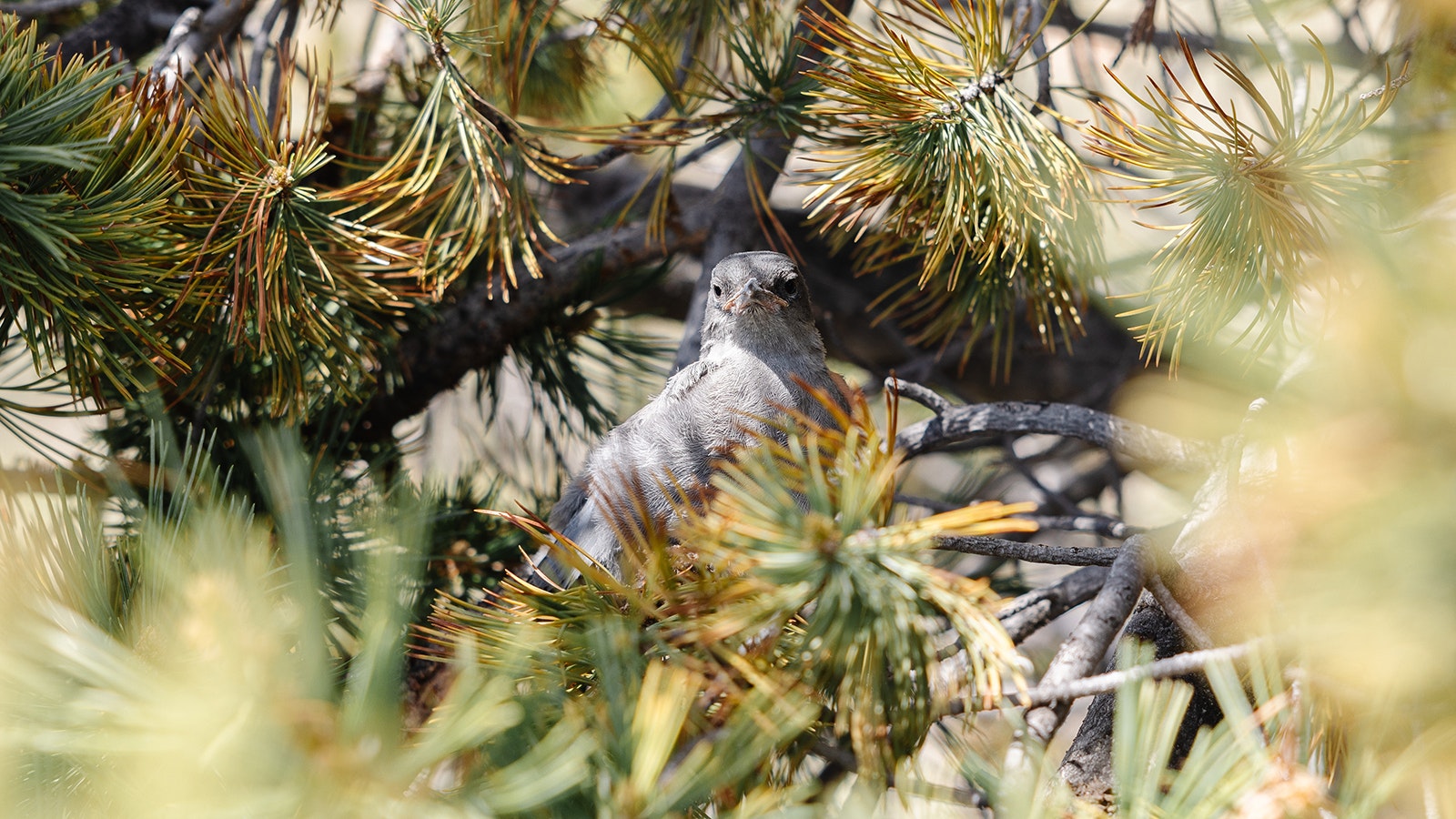 Juvenile pinyon Jays can be identified by their lighter, dusky blue color, shorter beaks, and characteristic pink gape in the corners of their mouth.