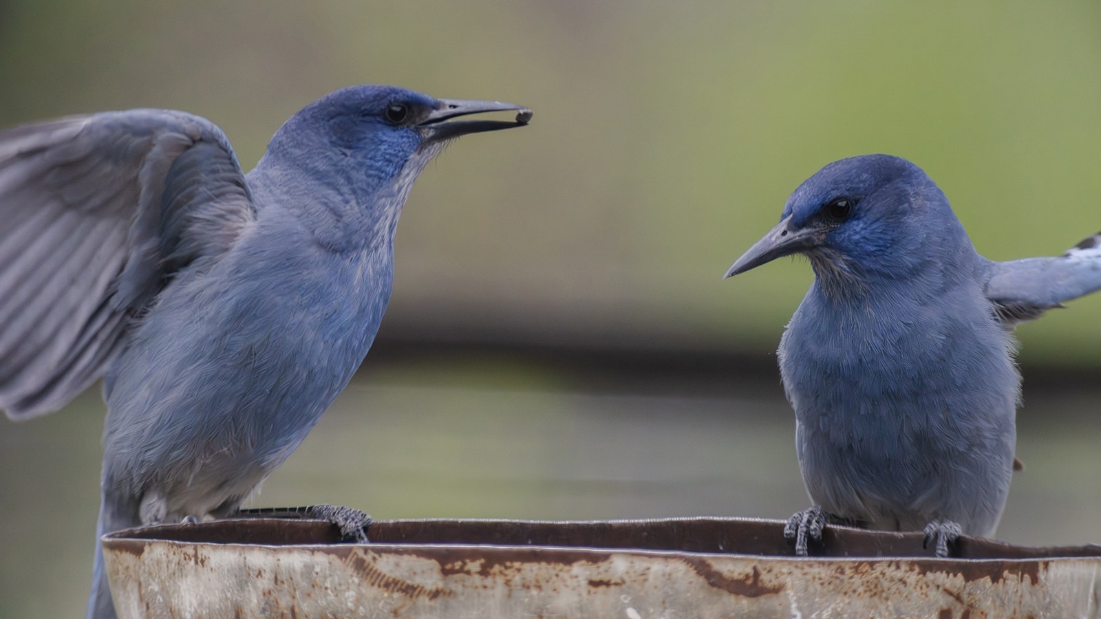 The Draper Natural History Museum wants to hear from people who have seen pinyon jays in their yards at bird baths or feeders.