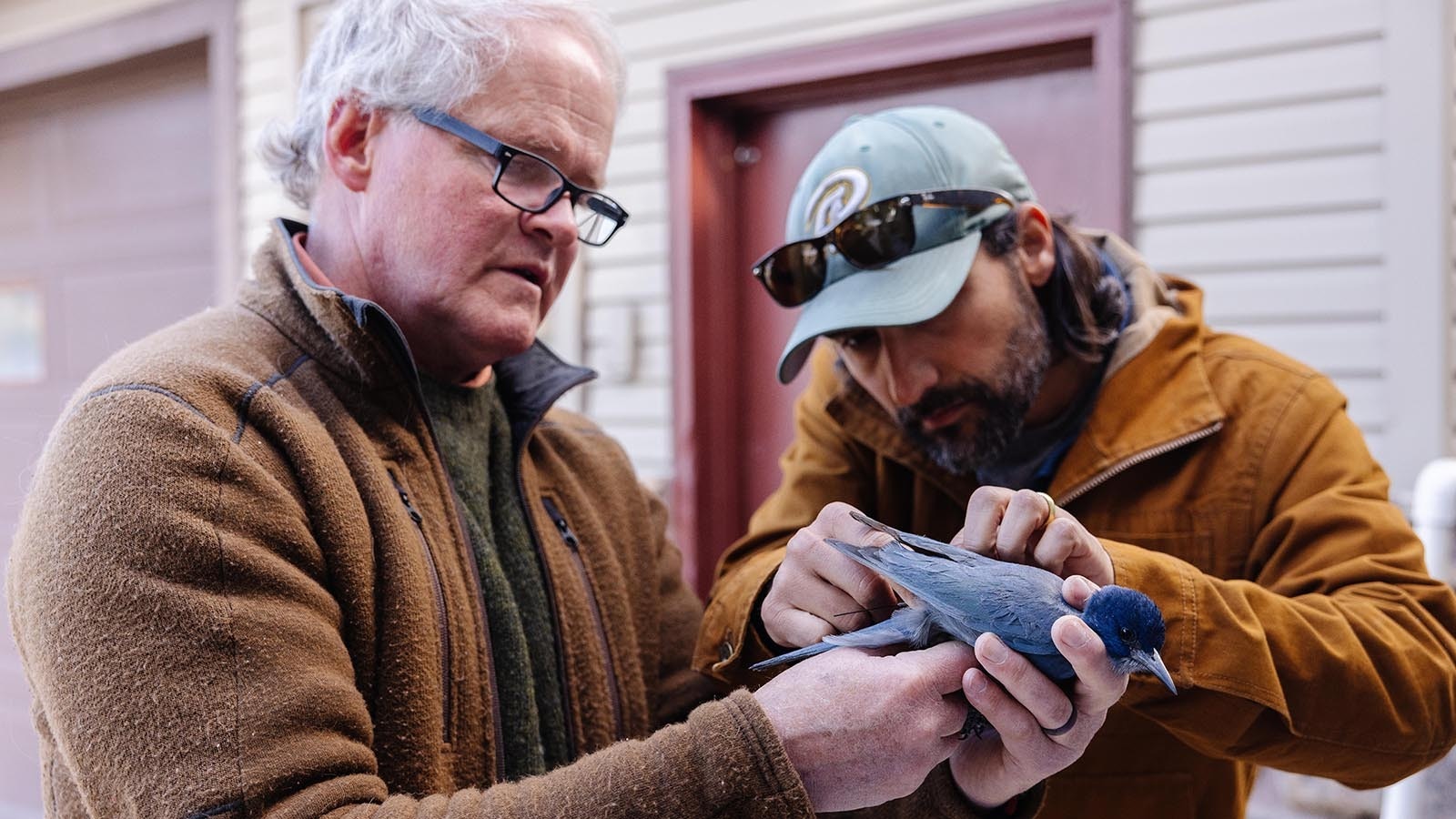 Co-Principal Investigators Eric Atkinson (left) and Jason Riggio attach a store-on-board GPS tag to the bird. Store-on-board units are set to record locations every six hours. The team needs to recapture the pinyon jay in order to retrieve the data.