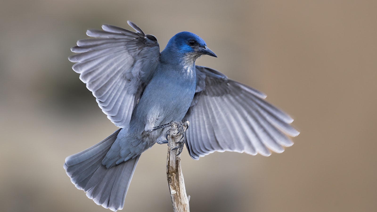 The pinyon jay has been identified as a Species of Greatest Conservation Need in state wildlife action plans across its range after having undergone an 80 percent decline in population in the last half-century.
