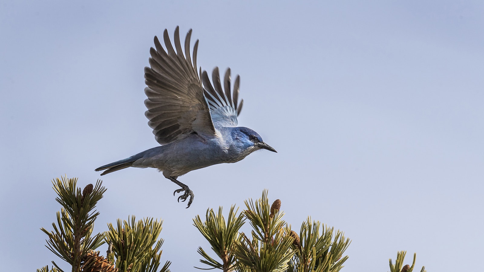 The noisy, gregarious pinyon jay breed and forage together in colonies that can range in size from a dozen to hundreds of individuals.