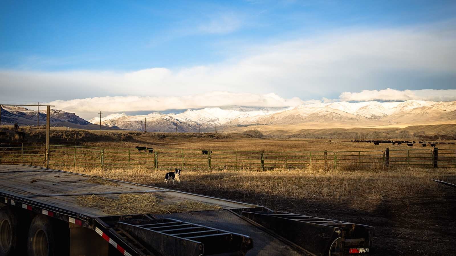 The Pitchfork Ranch is piloting technology that lets ranchers draw fence on a smartphone with a fingertip. The virtual fence reacts with collars the cattle wear. It’s working so well, fencing might disappear, bringing back Wyoming’s Wild West open range.