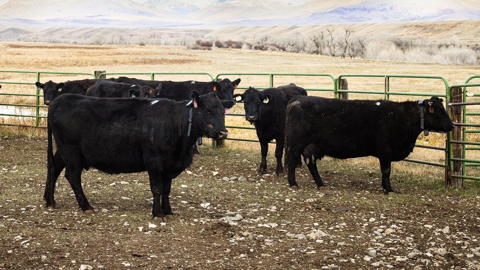 The Pitchfork Ranch is piloting technology that lets ranchers draw fence on a smartphone with a fingertip. The virtual fence reacts with collars the cattle wear. It’s working so well, fencing might disappear, bringing back Wyoming’s Wild West open range.