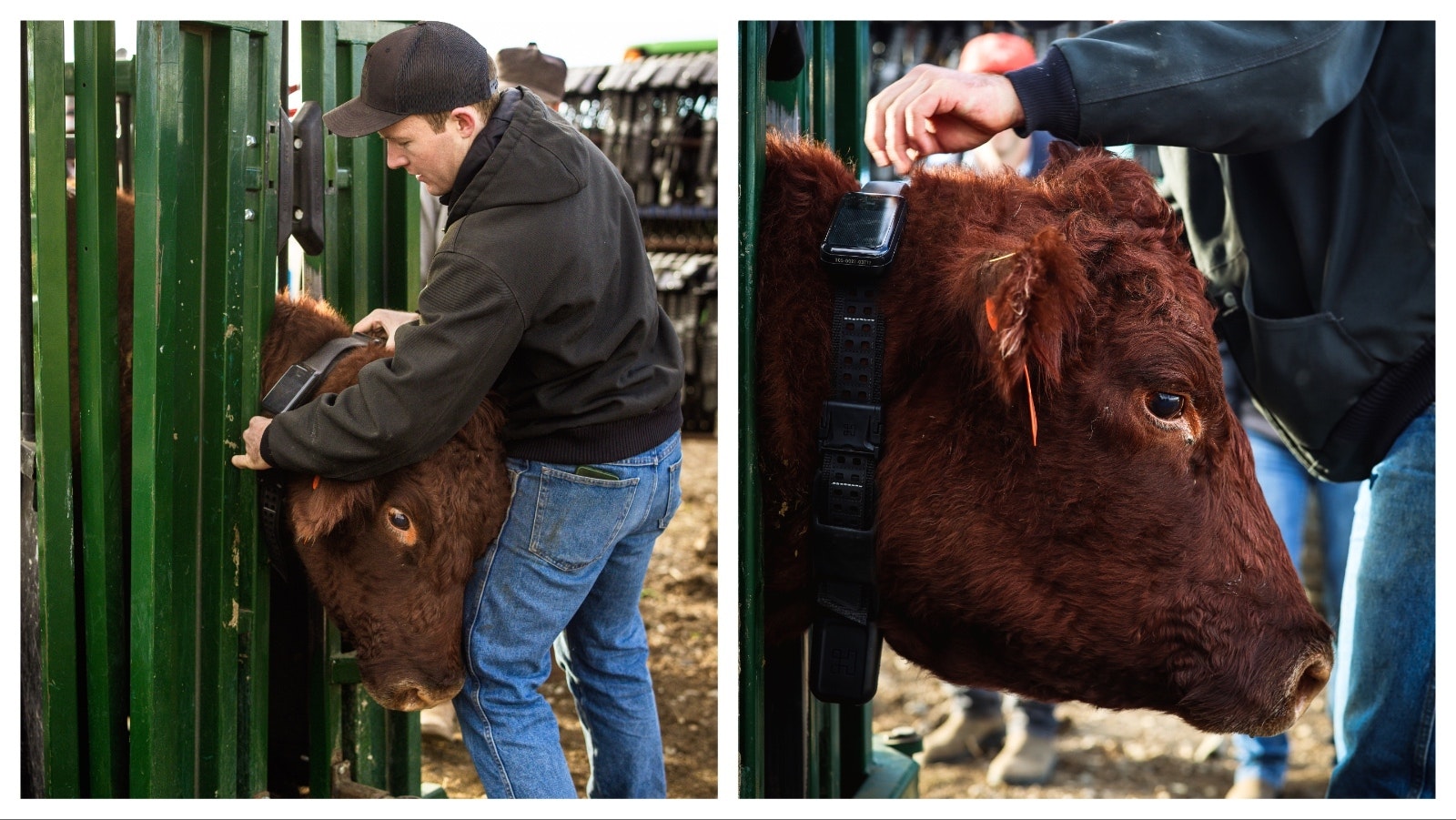 The Pitchfork Ranch is piloting technology that lets ranchers draw fence on a smartphone with a fingertip. The virtual fence reacts with collars the cattle wear. It’s working so well, fencing might disappear, bringing back Wyoming’s Wild West open range.