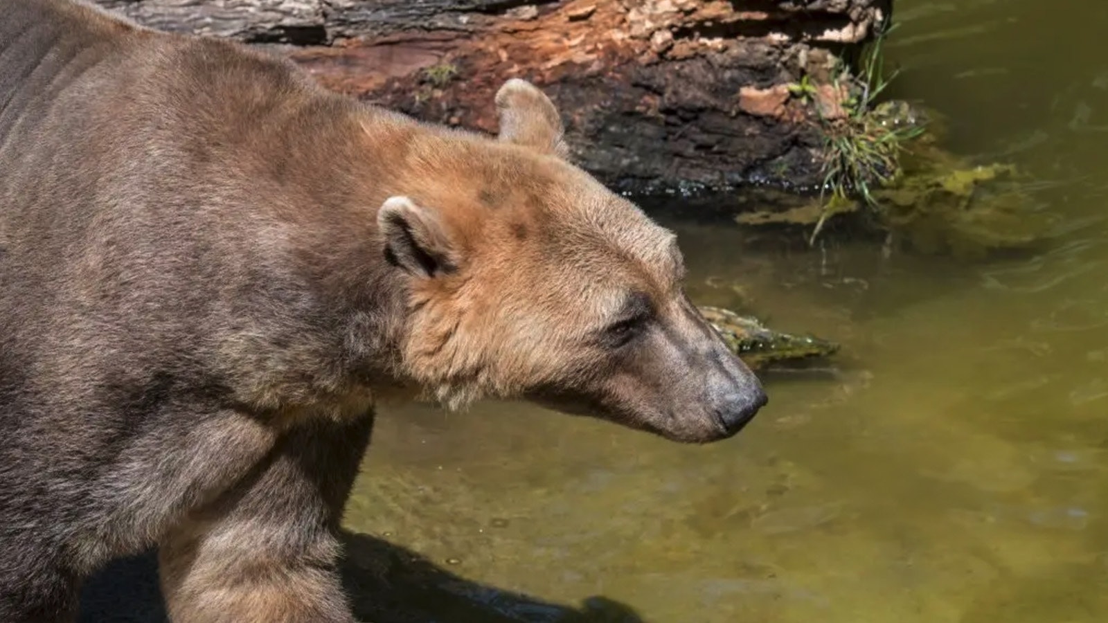 A polar bear/grizzly hybrid is called a “grolar" or "pizzly," depending on who you ask.