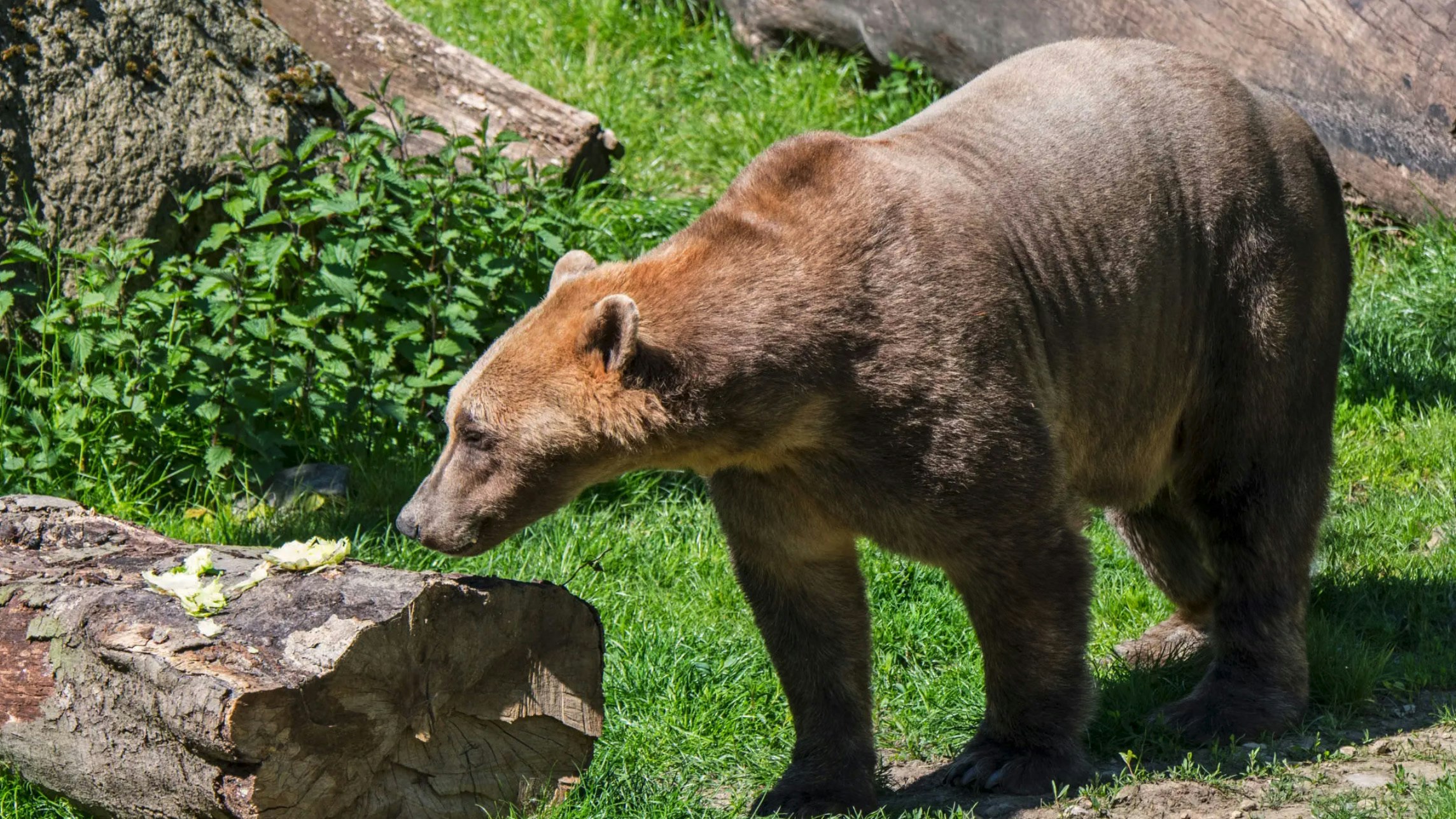 A polar bear/grizzly hybrid is called a “grolar" or "pizzly," depending on who you ask.